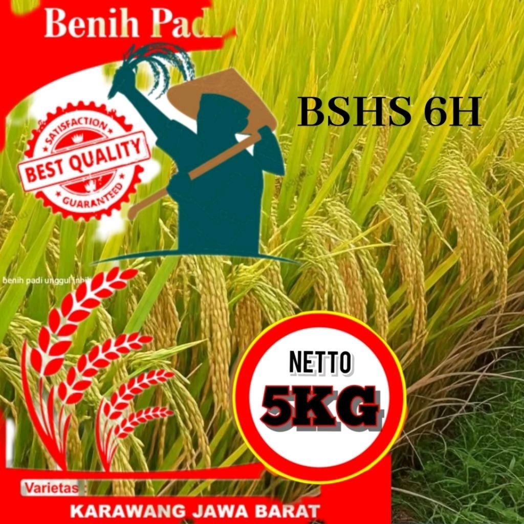 Benih Padi BSHS 6H Kemasan 5kg Berkualitas Unggul