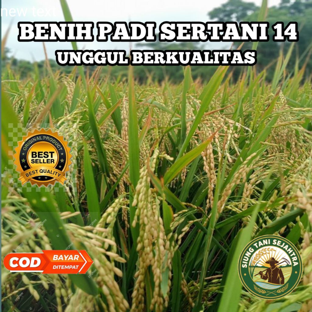 (5 KG) BENIH BIBIT PADI SERTANI 14 UNGGUL BERKUALITAS