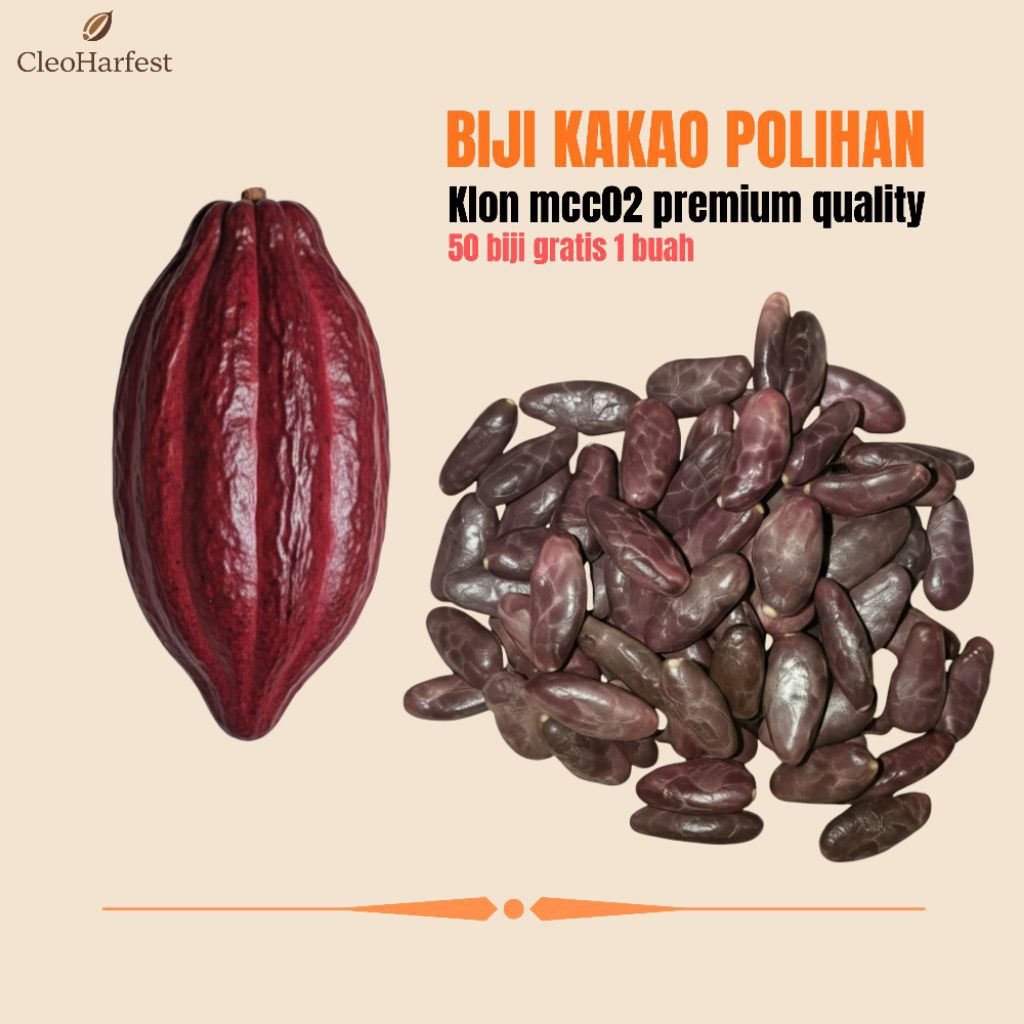 Biji Kakao Pilihan Klon MCC02 Premium Quality – 50 Biji + Bonus 1 Buah Siap Semai Bibit Unggul