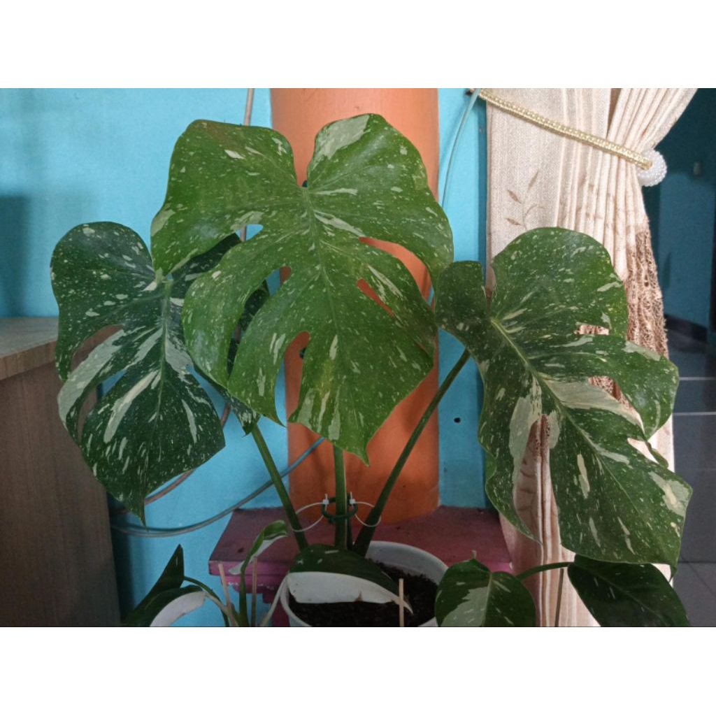Monstera Thailand