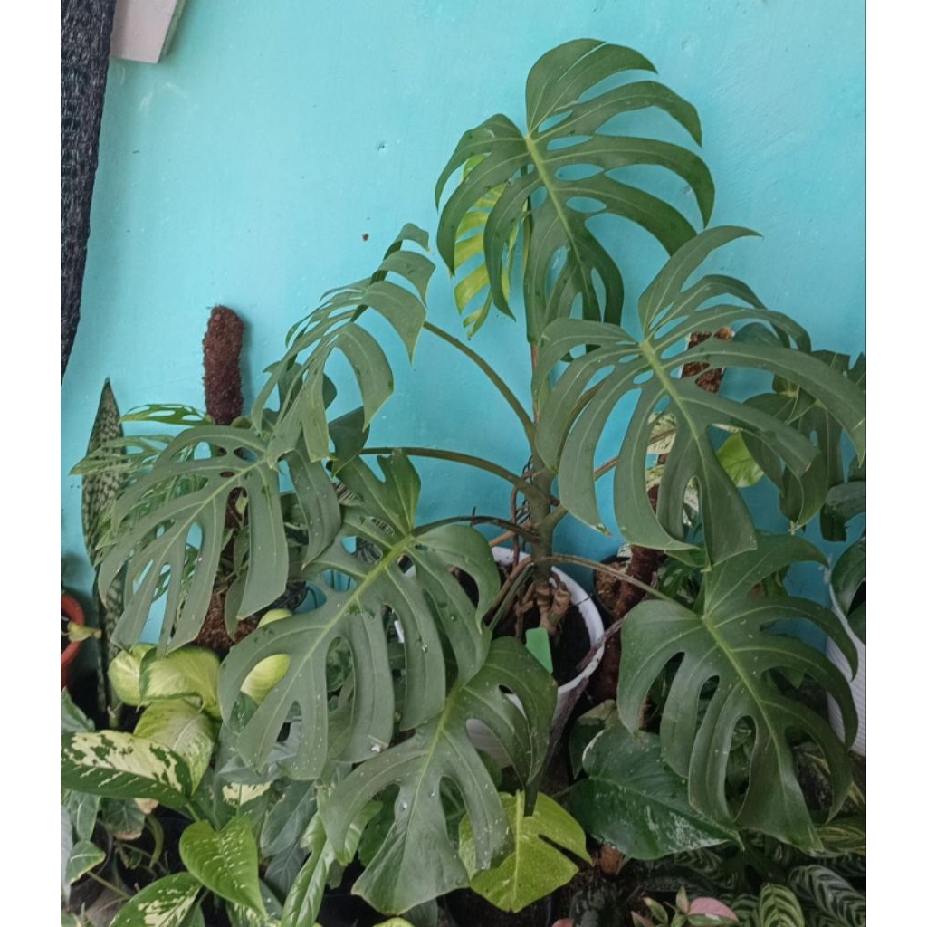 Monstera Brazil