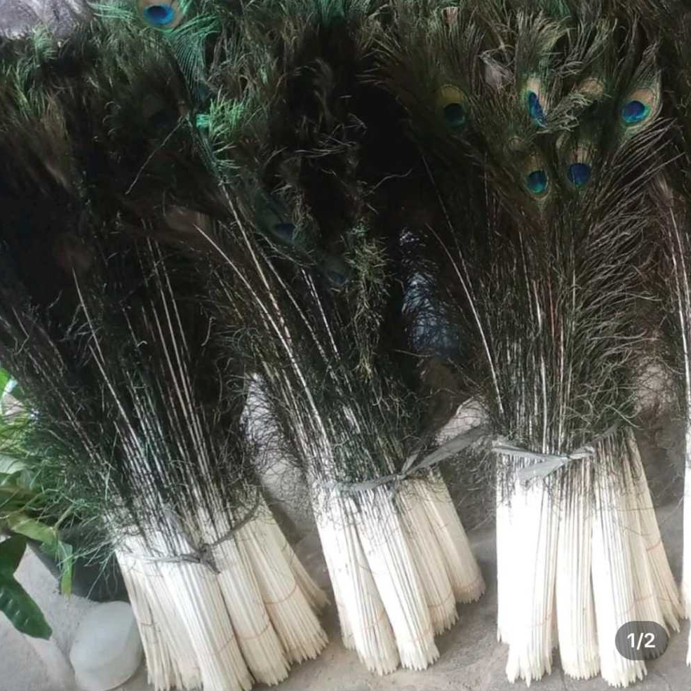 Bulu Merak Asli Mata Biru