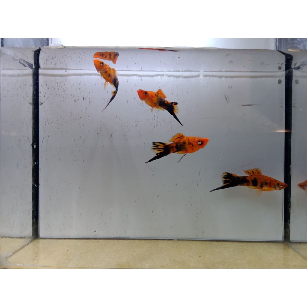 Platy swordtail warna cerah