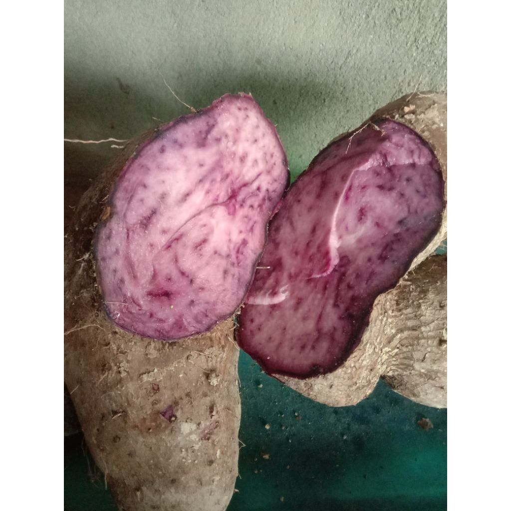 Gembili ketan umbi gembili 1 kg