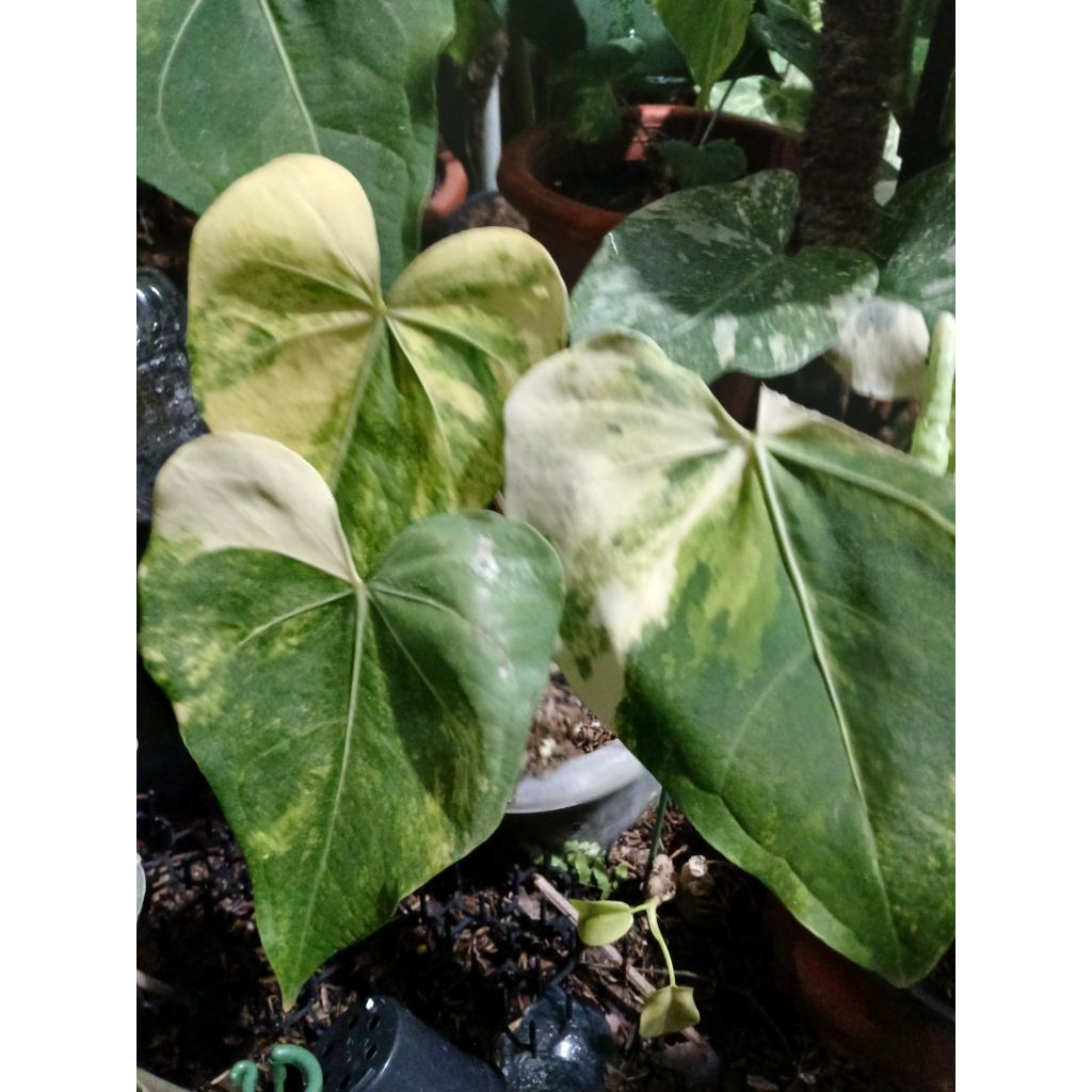 Clarinervium Variegata