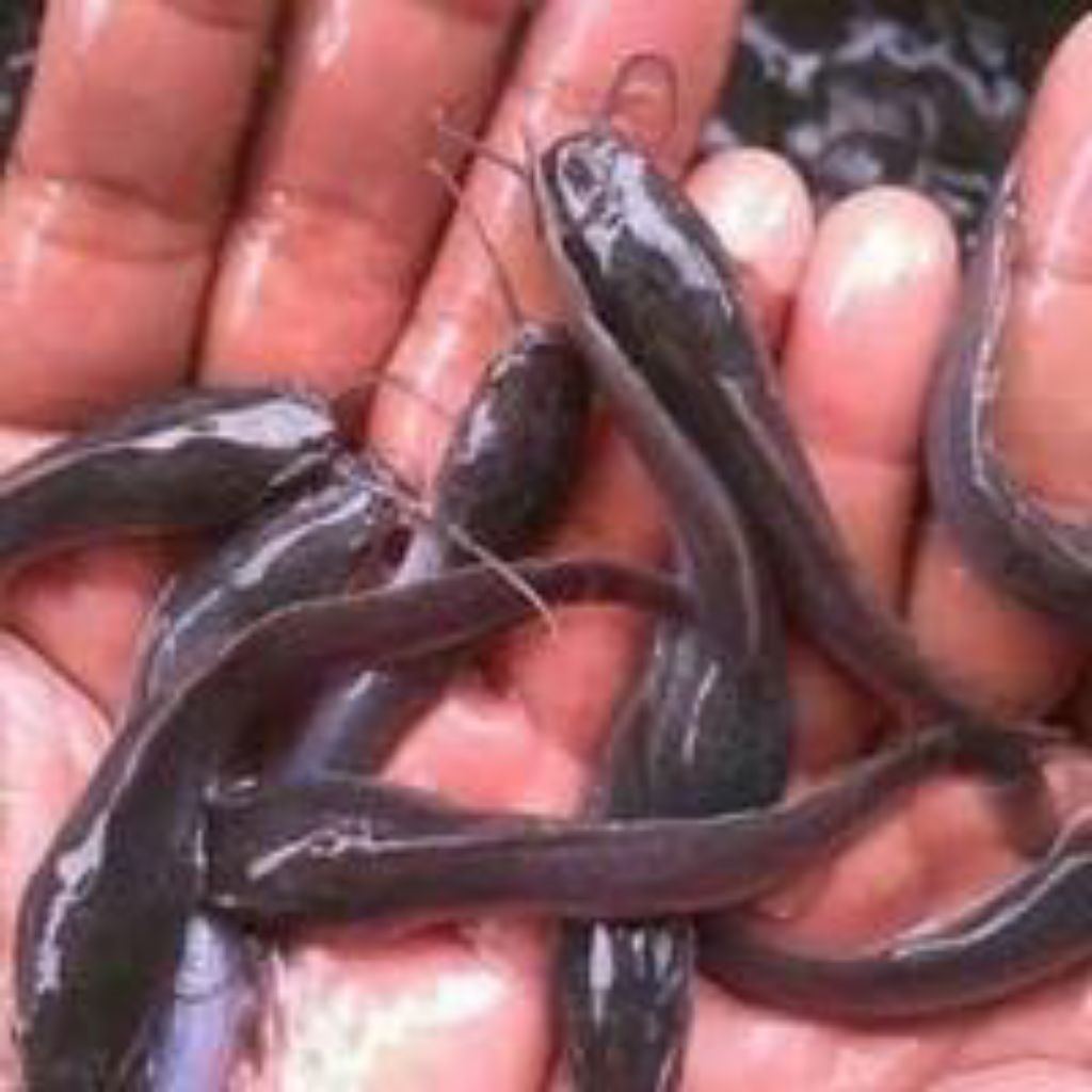 Bibit ikan lele ukuran 6-7