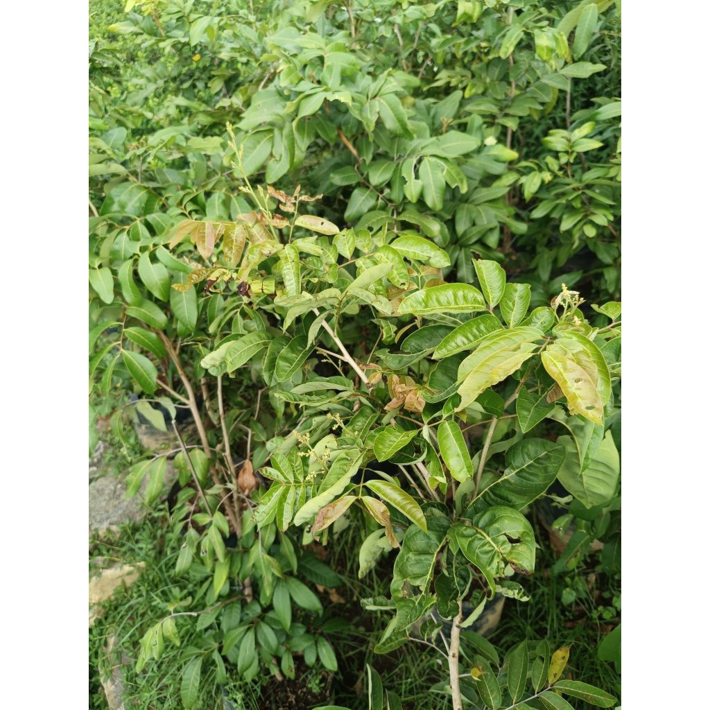 bibit kelengkeng aroma durian berbunga