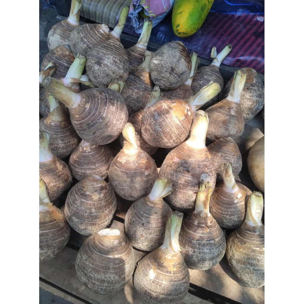 umbi talas ketan bogor 1kg