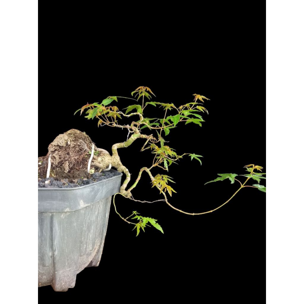 bonsai maple jepang japane imporr small