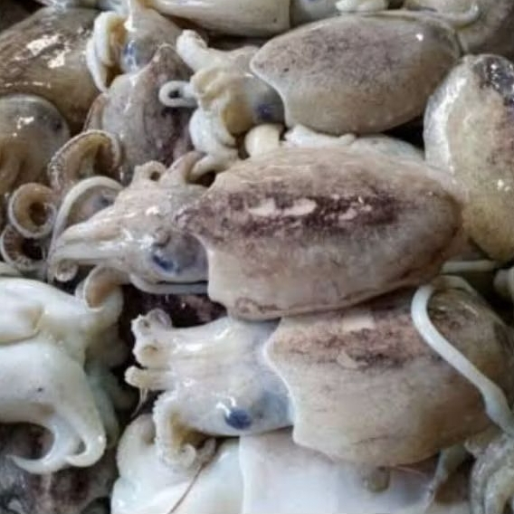 CUMI BEKUTAK TEPAK / BALAKUTAK SOTONG 500GR / CUMI TINTA HITAM BEKOTAK BERKOTAK