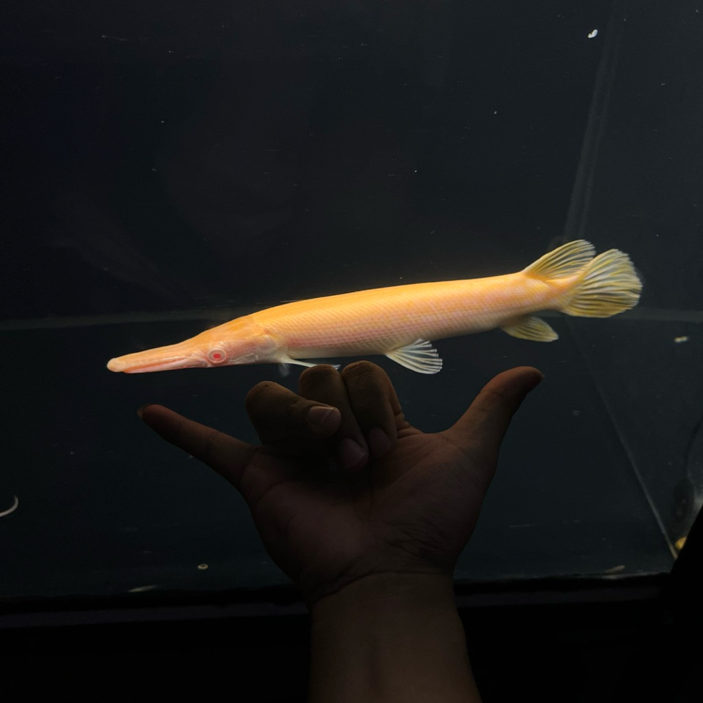 Stiker Aligator albino size 35cm