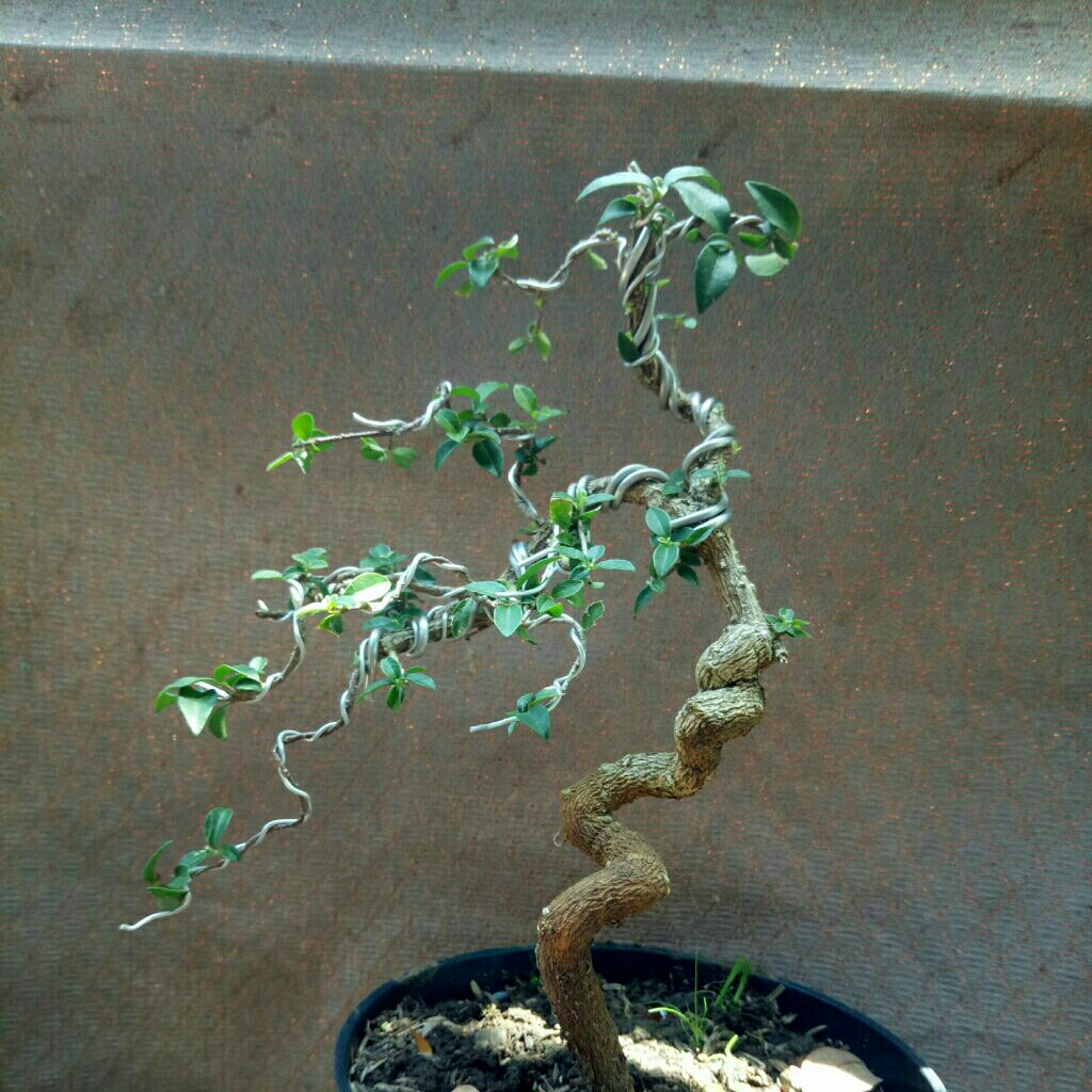 bonsai sakura mikro