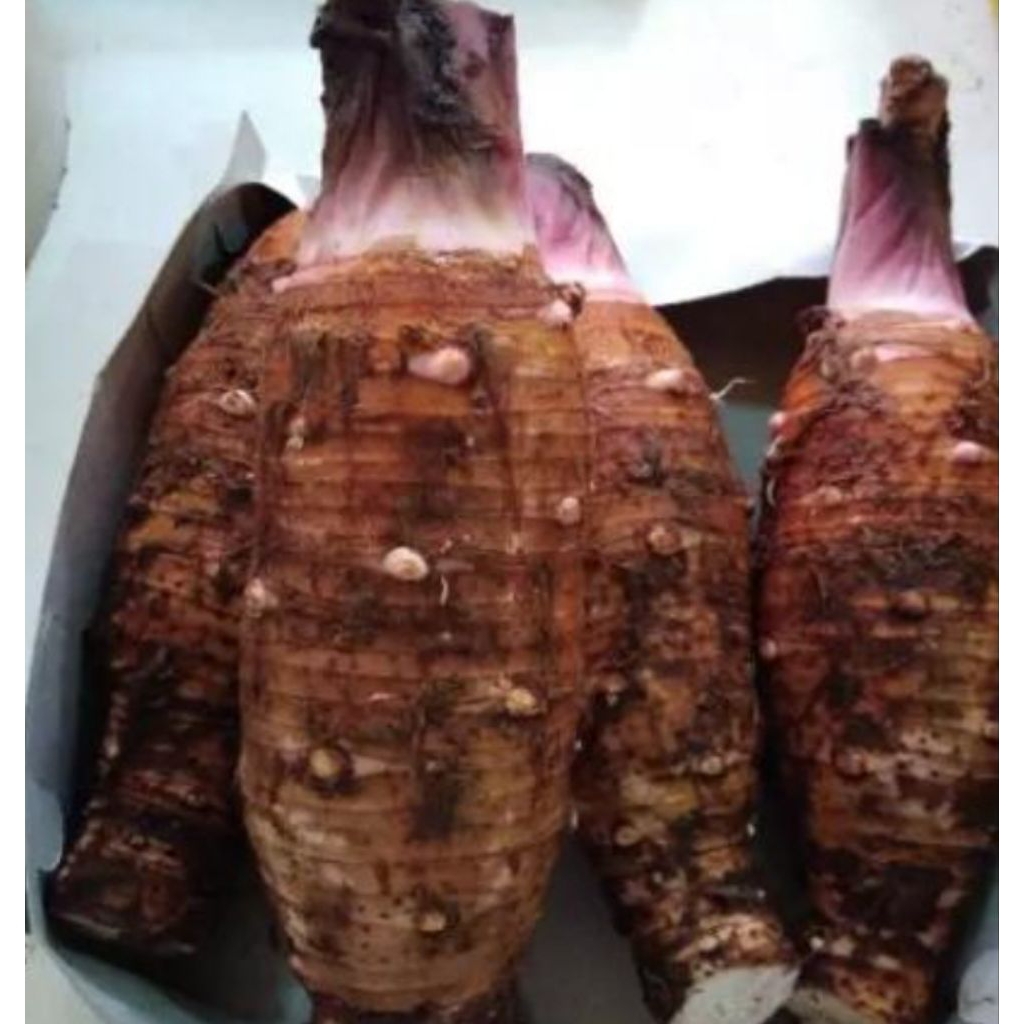 TALAS KALIMANTAN PULEN ( 1 KG )