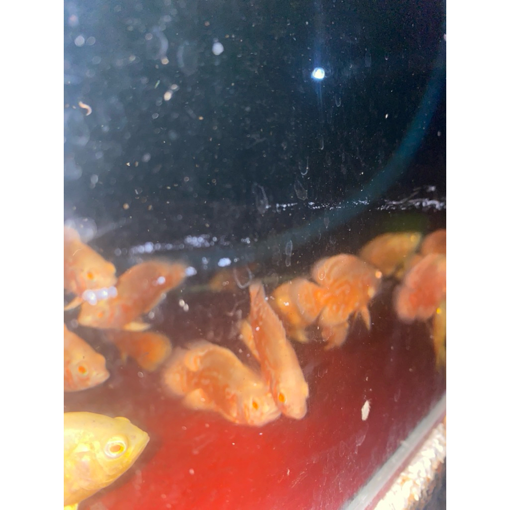 OSCAR REDCHILI DAN LEMON