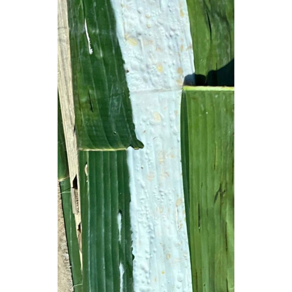 Tempe daun/ Tempe kedelai