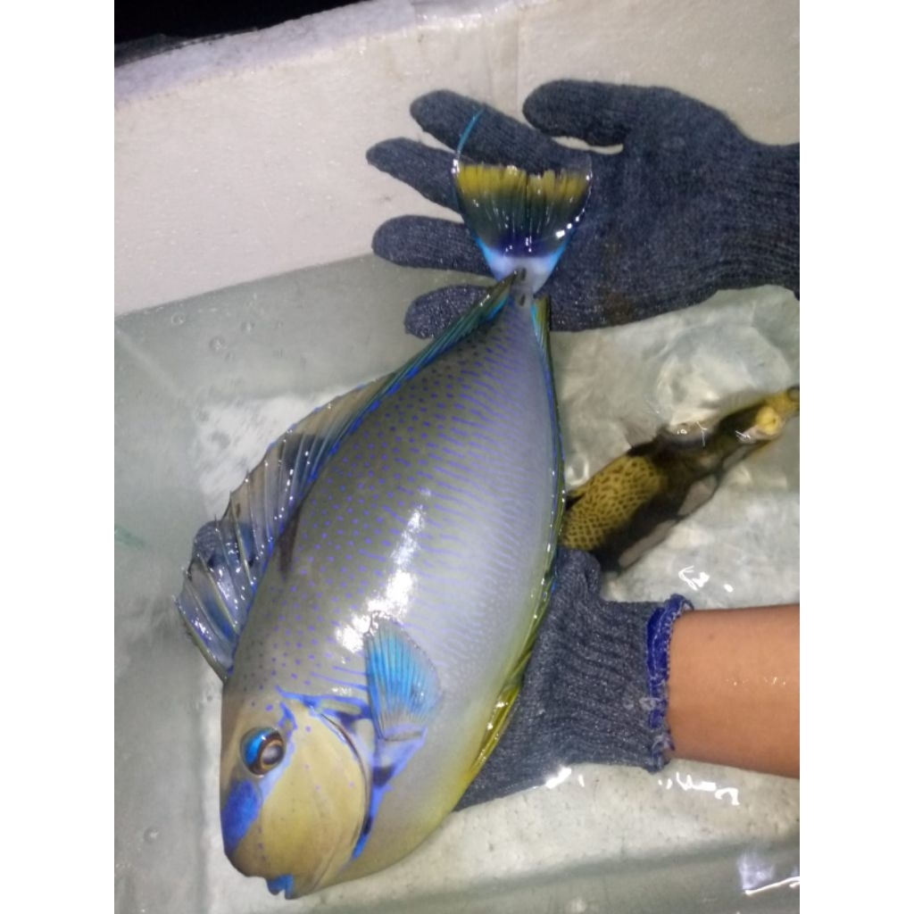 ikan hias laut botana flamingi jumbo