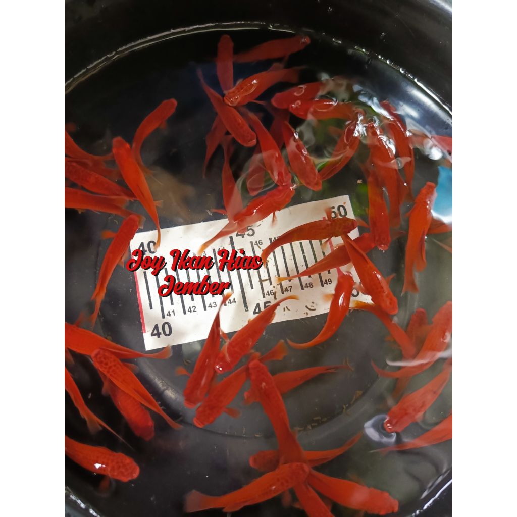 Hiasan Platy Bloodred Dewasa 6 Ekor 7 cm