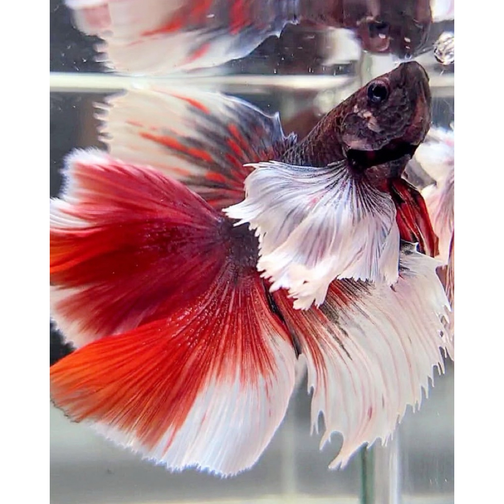 cupang halfmoon big ear telinga lebar super istimewa