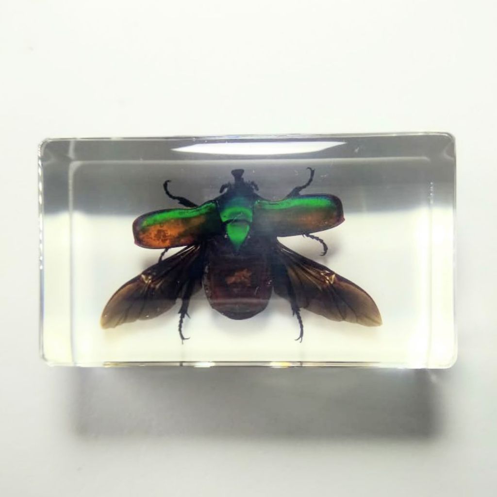 Kerajinan resin serangga besar