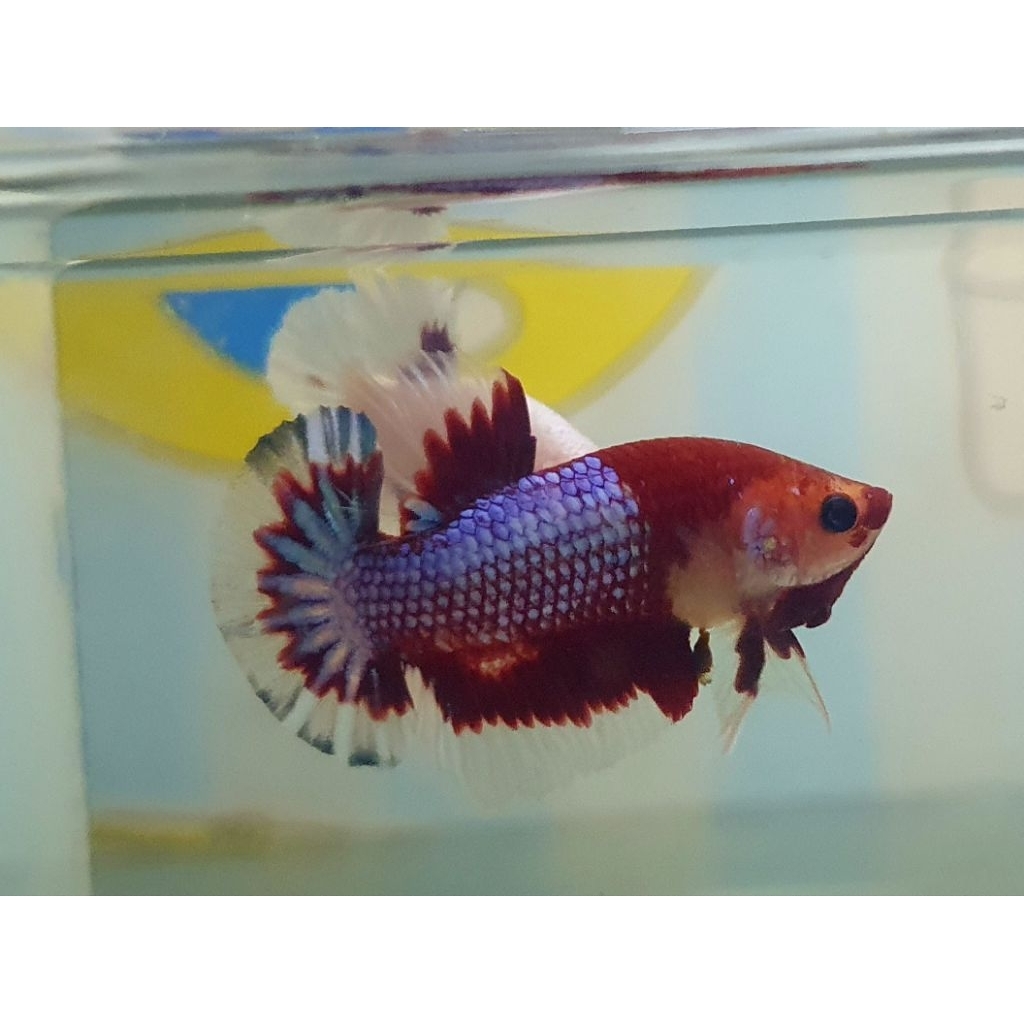 plakat fancy hellboy redhead realpict