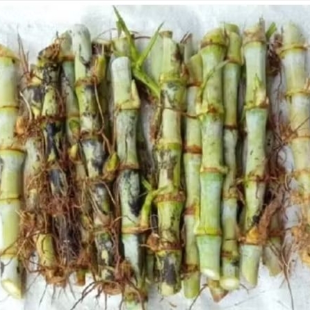 BIBIT RUMPUT ODOT murah PERBATANG.