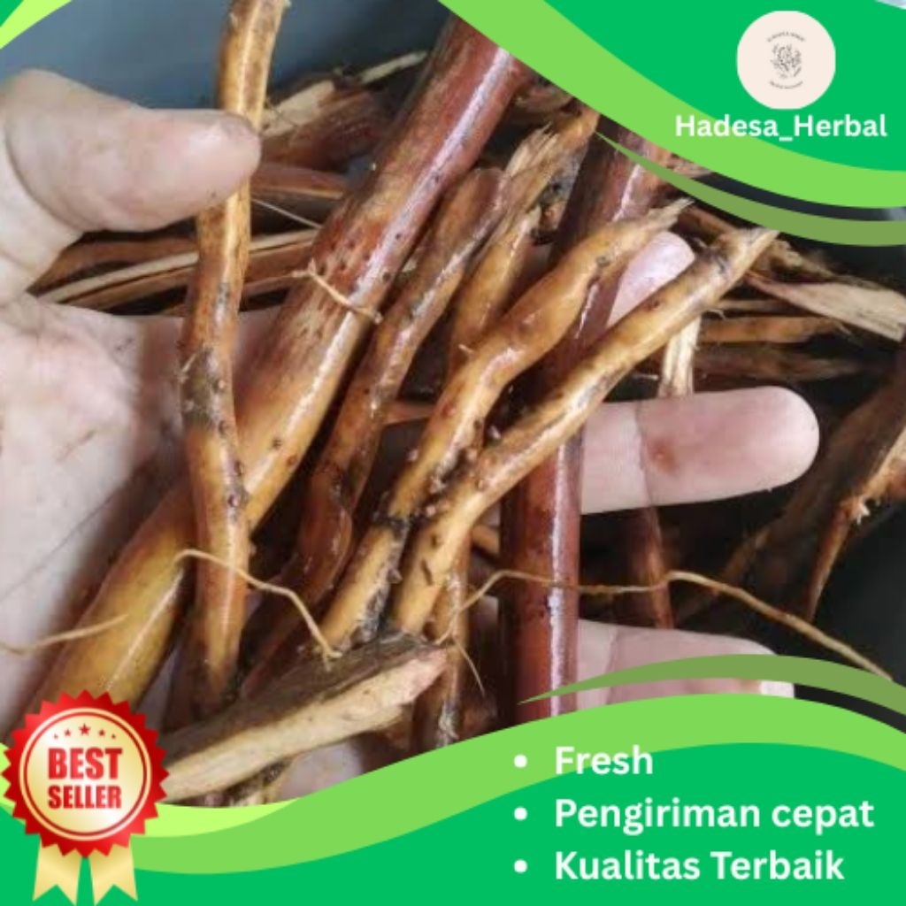 Akar pinang/akar jambe asli_segar_1/2 kg jamu herbal alami cocok untuk pria dan wanita