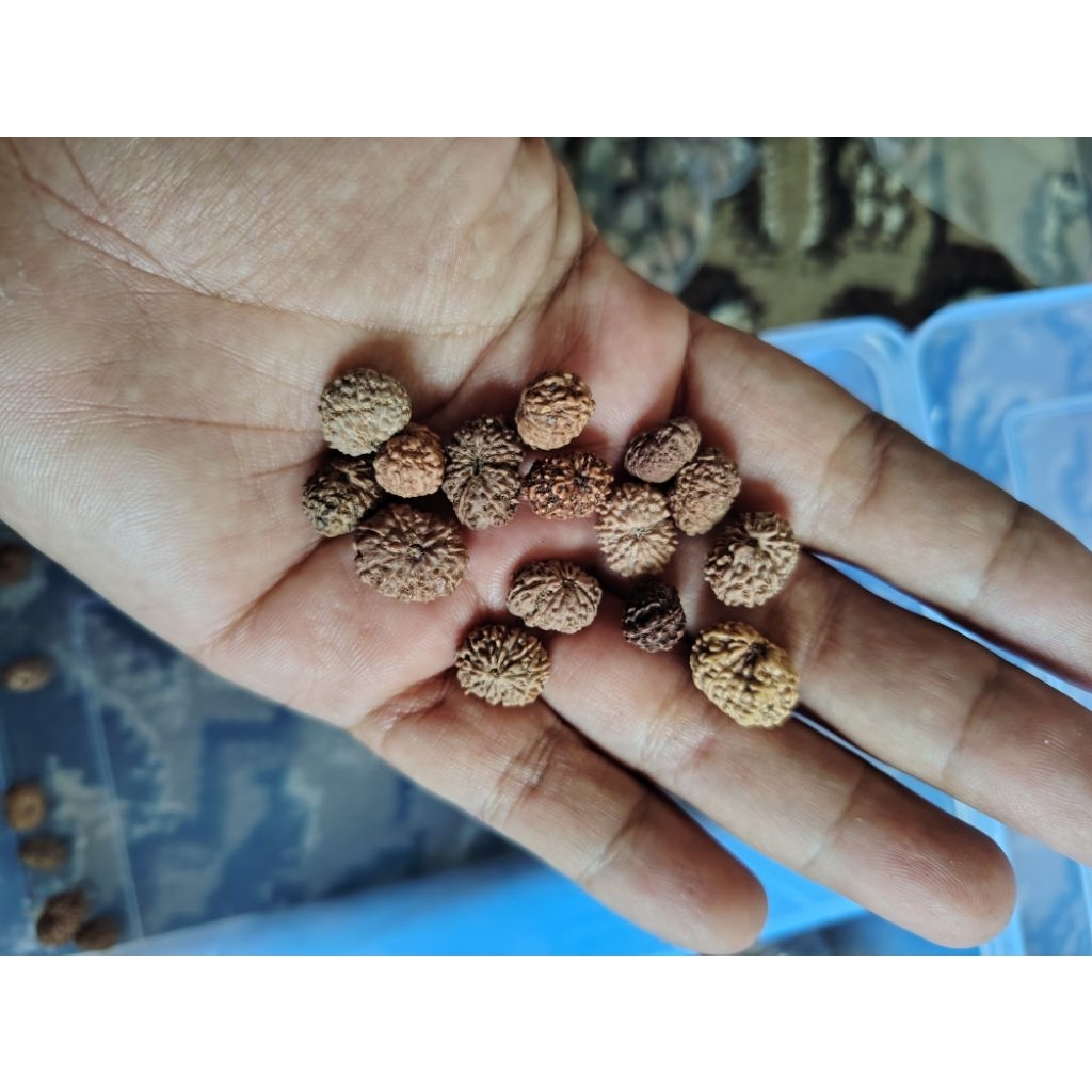 Mukhi 13 small