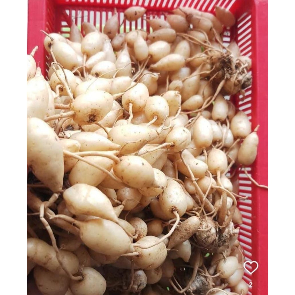 TEMU GOMBYOK / KUNYIT PUTIH JENIS GOMBYOK SEGAR ASLI 1KG