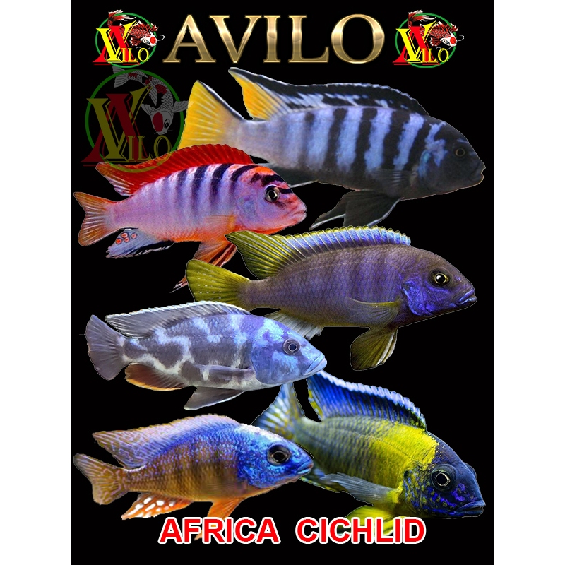 ojek PAKET 10 ikan afrika siklid siklit ciclid SPECIAL KHUSUS UKURAN kecil ( belum ada warna )