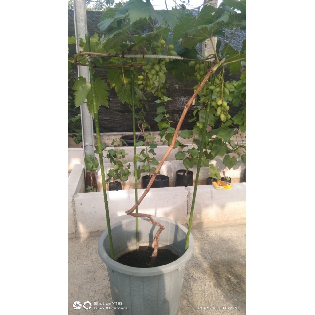 tabulampot anggur sudah berbuah