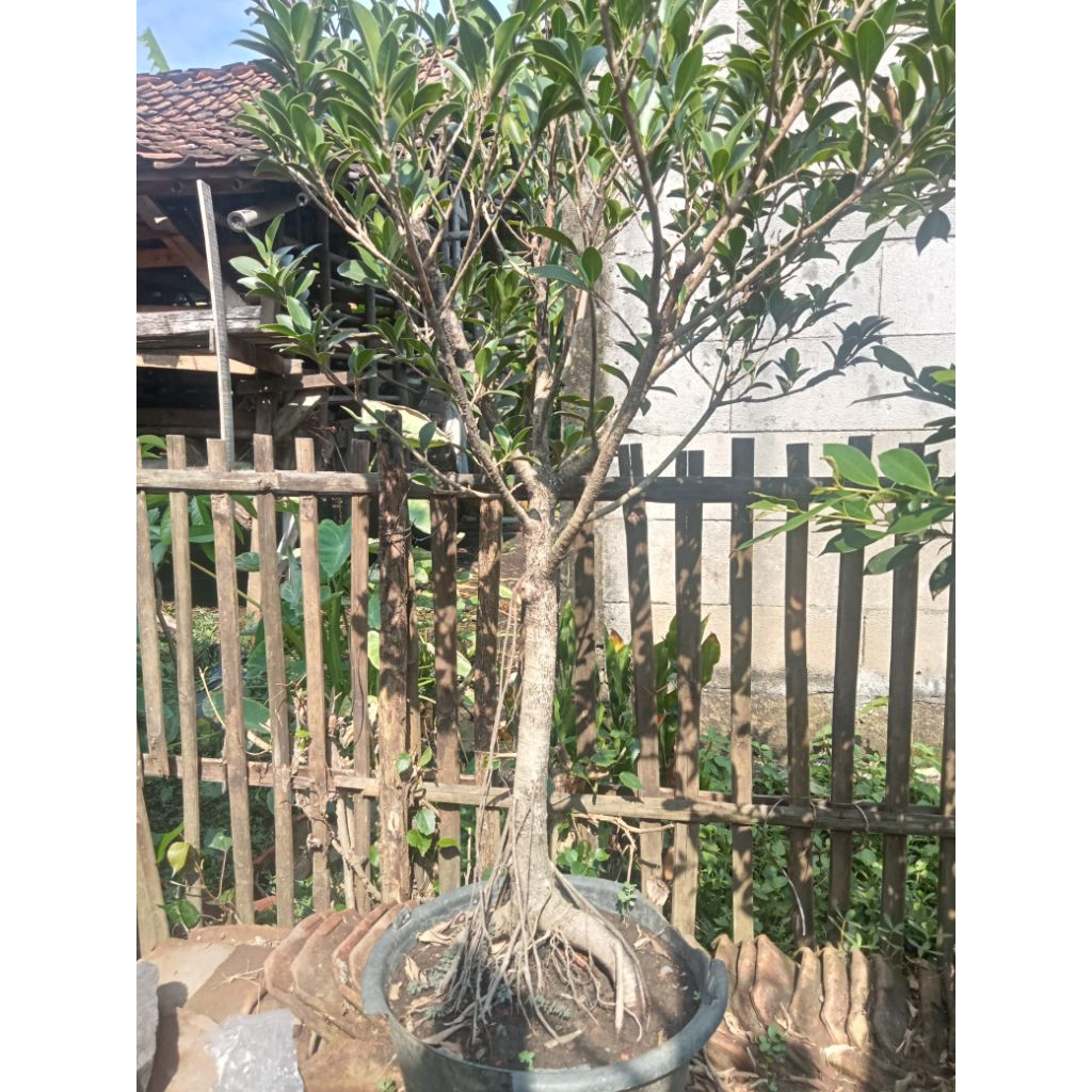 Bahan bonsai beringin compacta besar