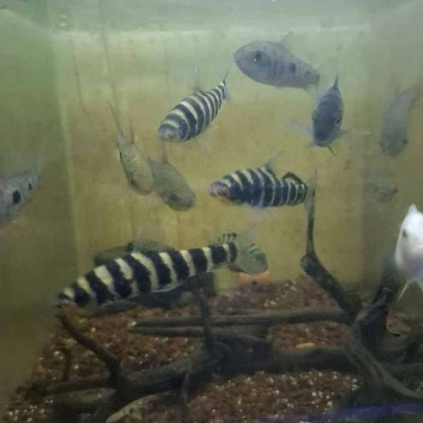 jual leporinus black banded 9-10 cm