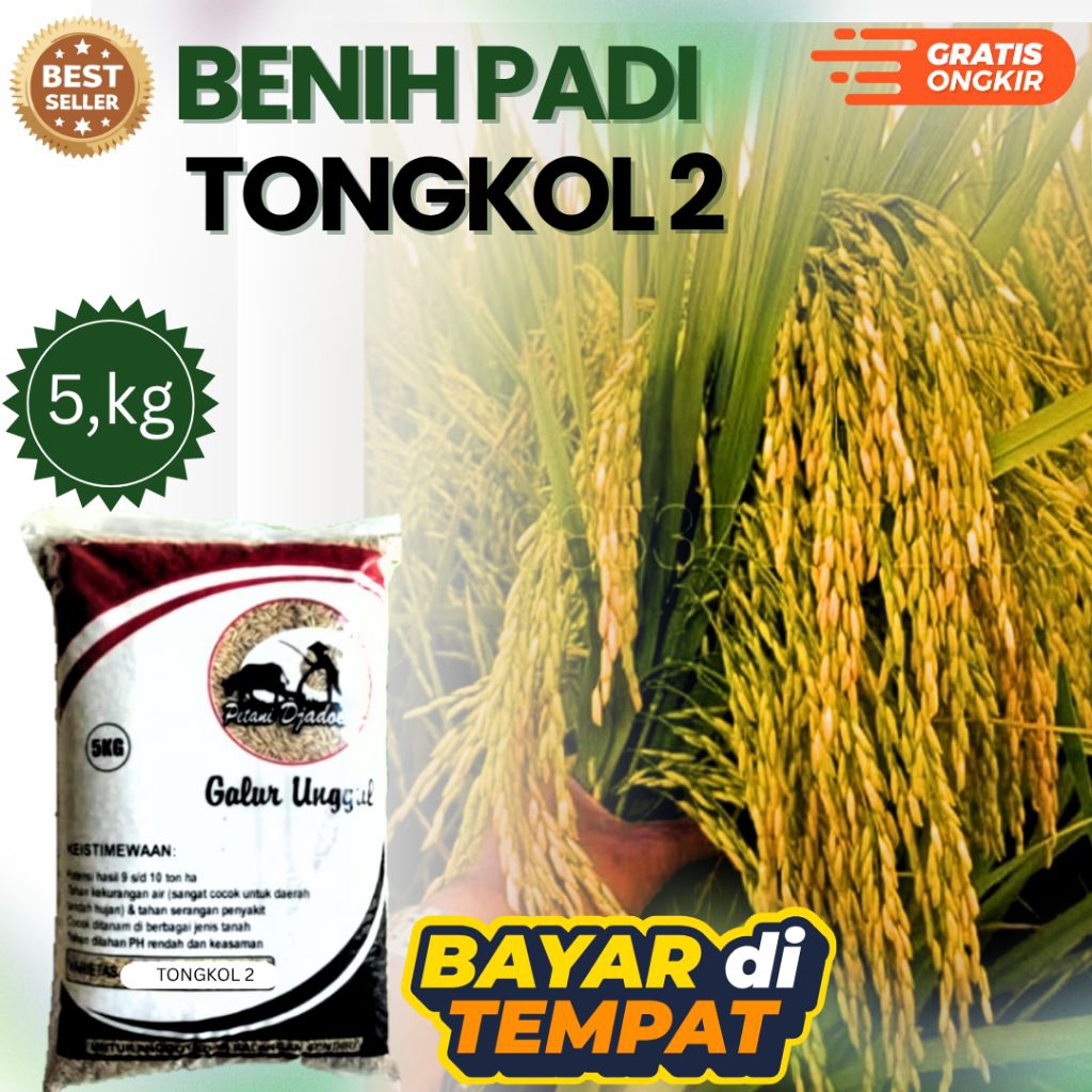 BENIH PADI TONGKOL 2 KEMASAN 5 KG BENIH PADI KUALITAS GENJAH BOBOT HST