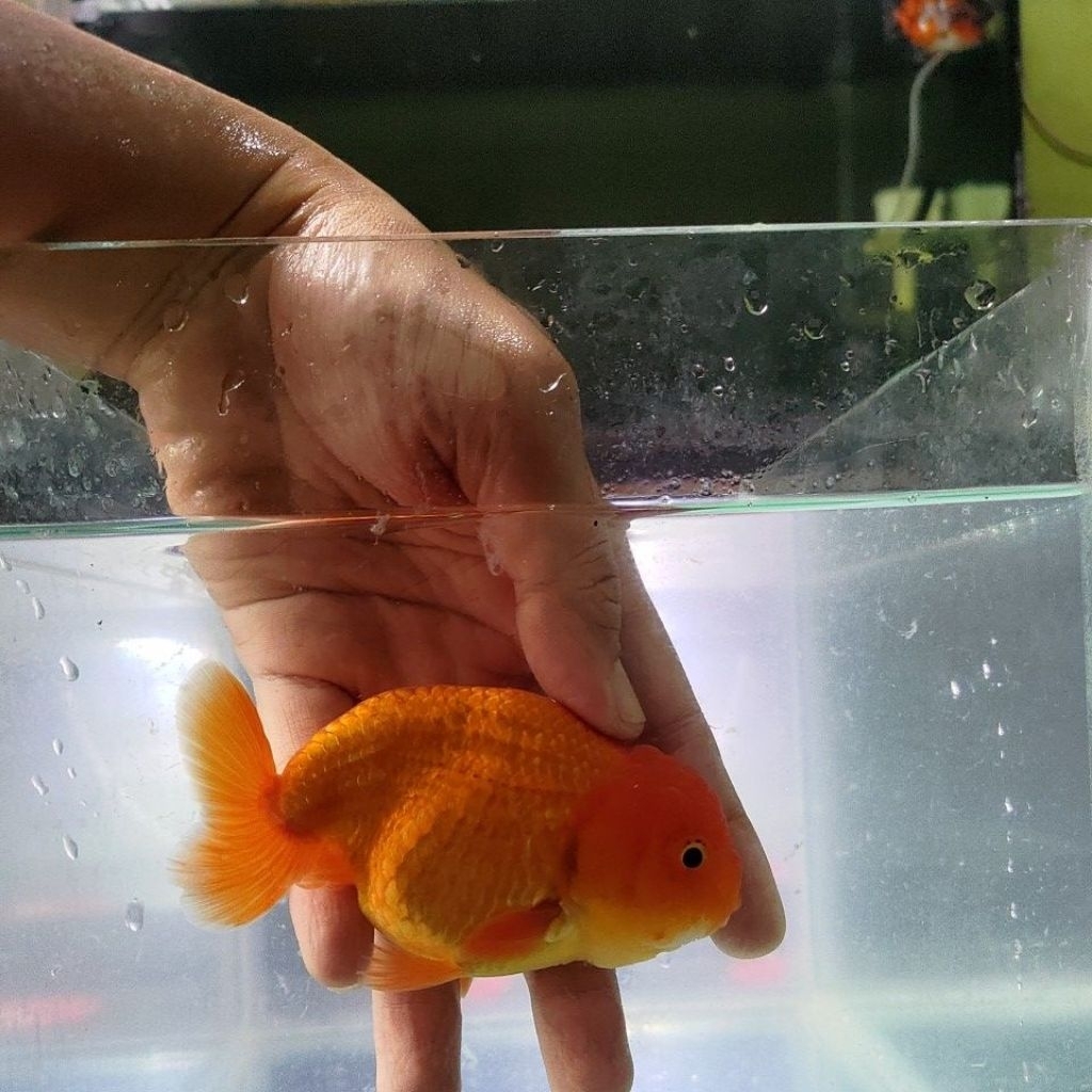 Pelet ikan koki ranchu ikan koki ranchu lionchu rw (red & white)