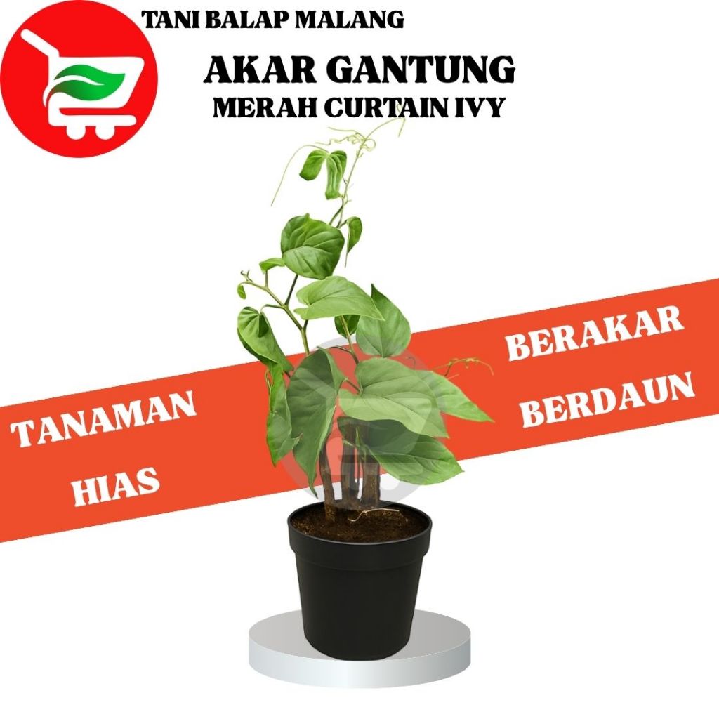 TANI BALAP MALANG 87 Tanaman Hias Akar Gantung Merah / Curtain Ivy / Anti Polusi Udara & Radiasi