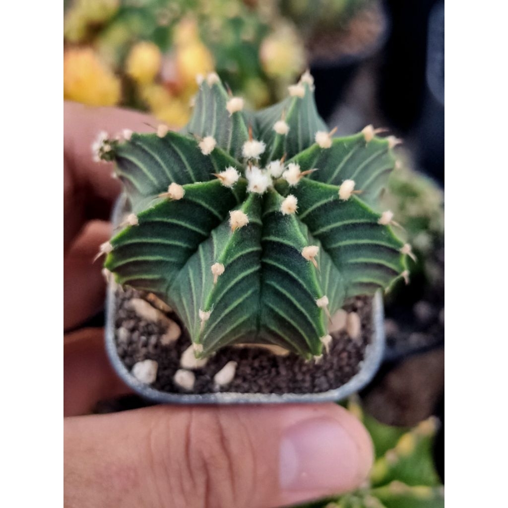 LB VOS//DI POT 5CM//RIBS 8//OFSHOOT//LB FREDRICHI//