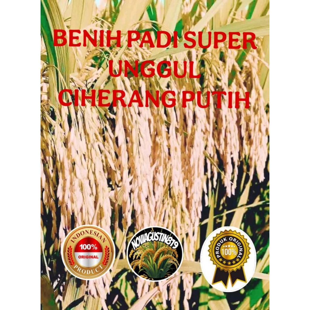 BENIH PADI SUPER UNGGUL CIHERANG PUTIH KEMASAN 5 KG