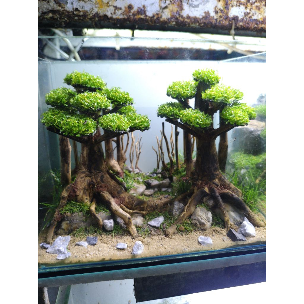 paket fullset aquascape ukuran 20x15x15cm+aquarium+lampu+filter dan free packing kayu dan sterefom