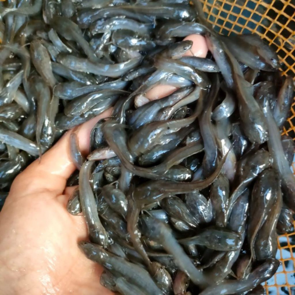 bibit lele Sangkuriang