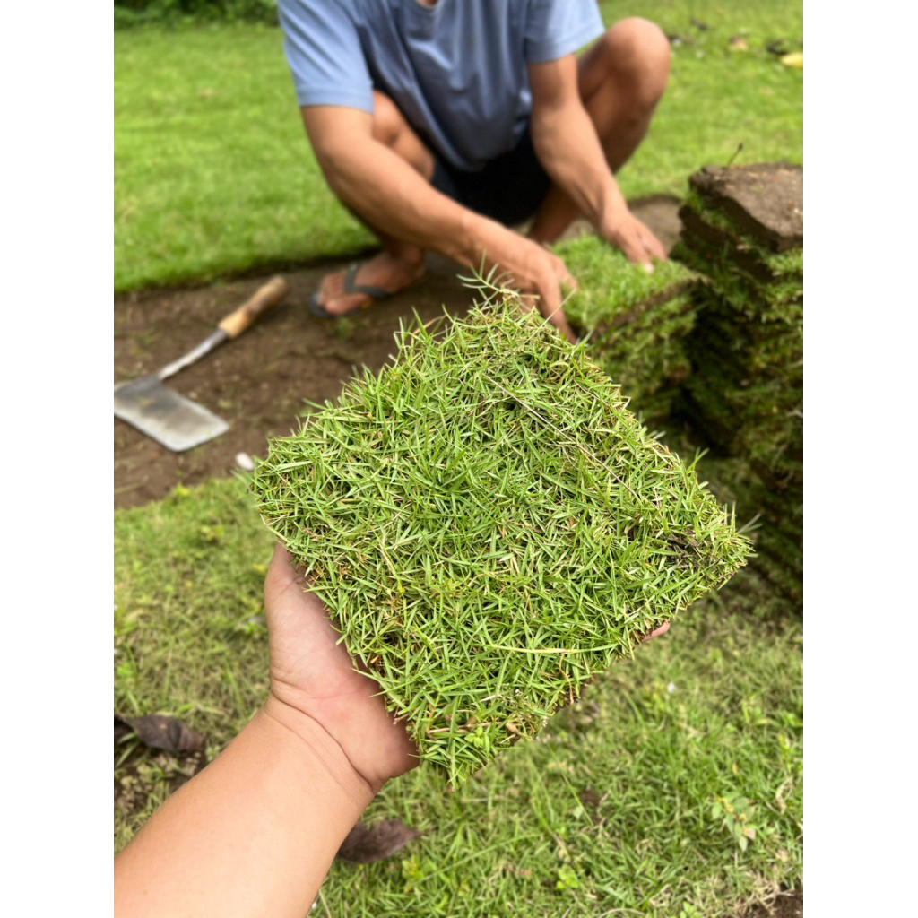 AGROTANAM RUMPUT JEPANG 18x18 CM PERKOTAK UNTUK KUBURAN/TAMAN