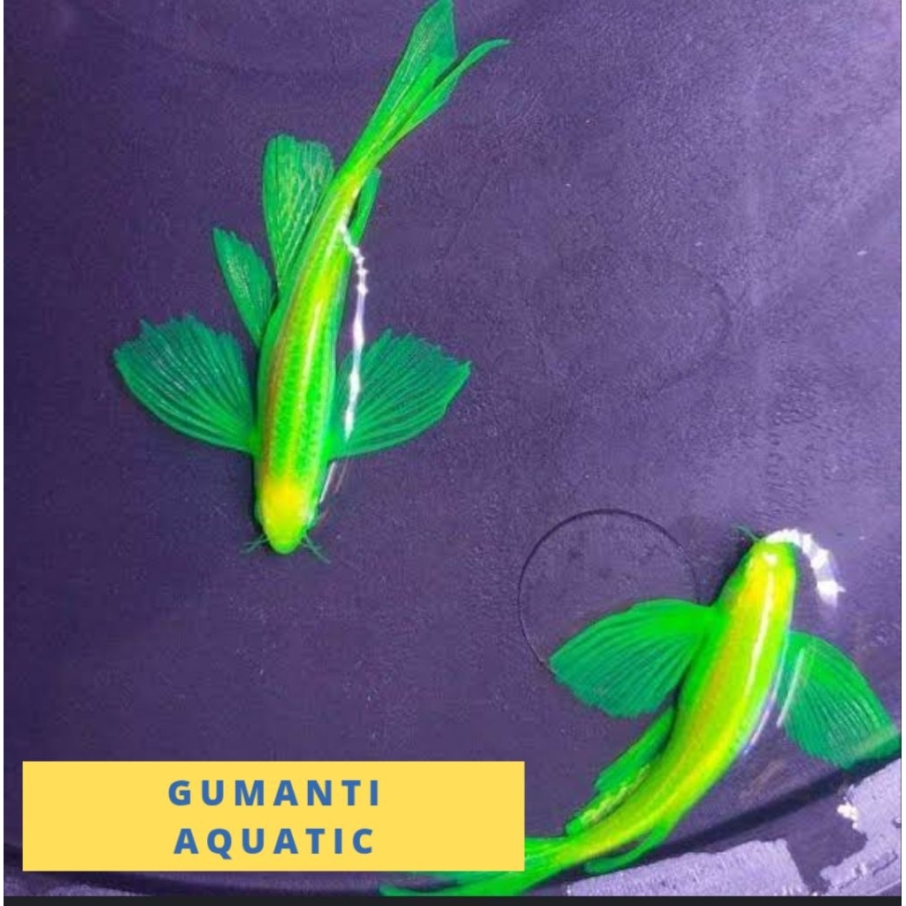 hiasan akuarium danio zebra slayer hijau / danio sebra slayer