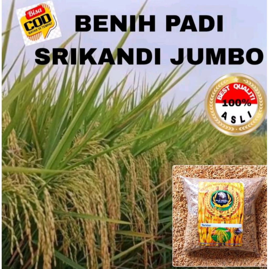 BENIH PADI SRIKANDI JUMBO KEMASAN 1KG KUALITAS SUPER PULEN