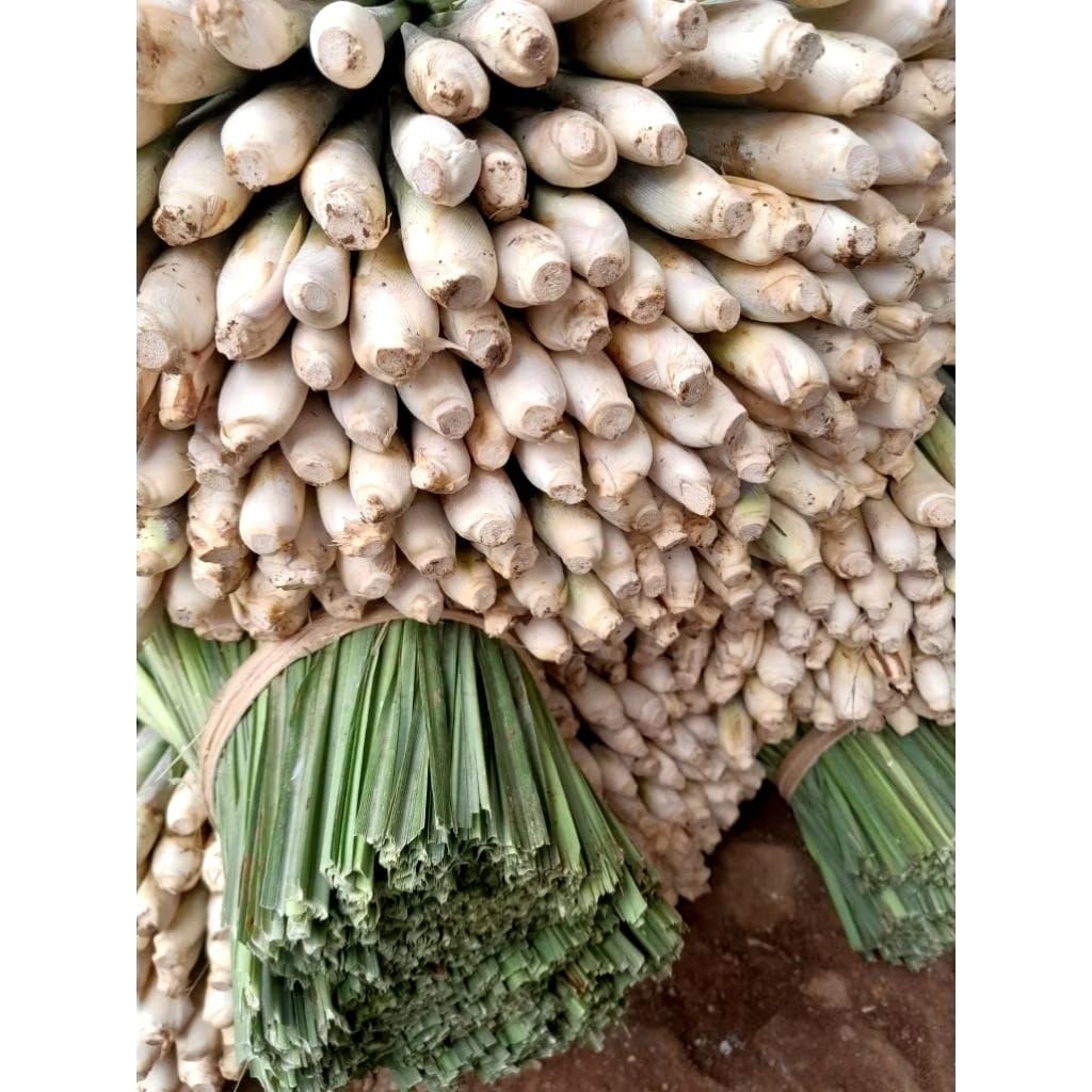 Serai Sayur Segar & Serai Jumbo Bangkok Wangi 1kg