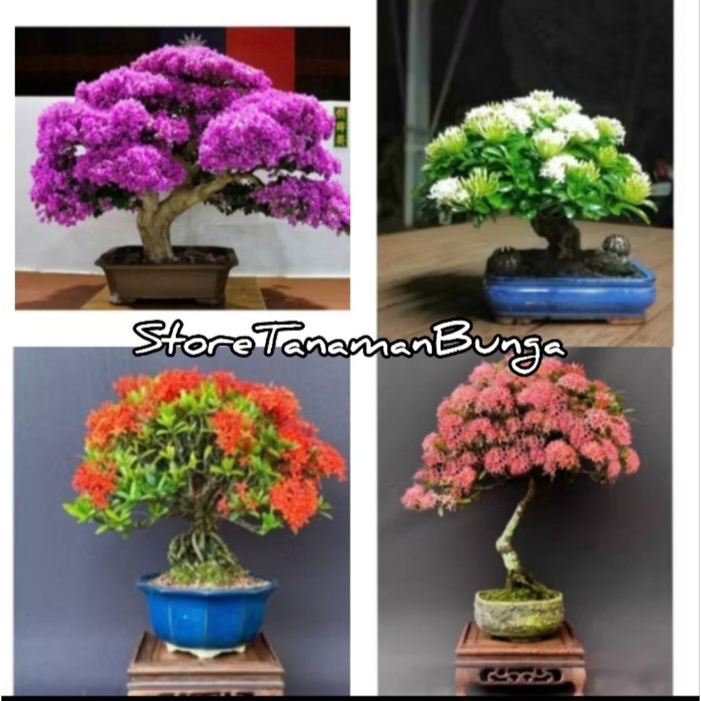 Bunga Asoka Ungu / Tanaman Hias Hidup Soka Jepang - Bunga Asoka - Bunga Hidup
