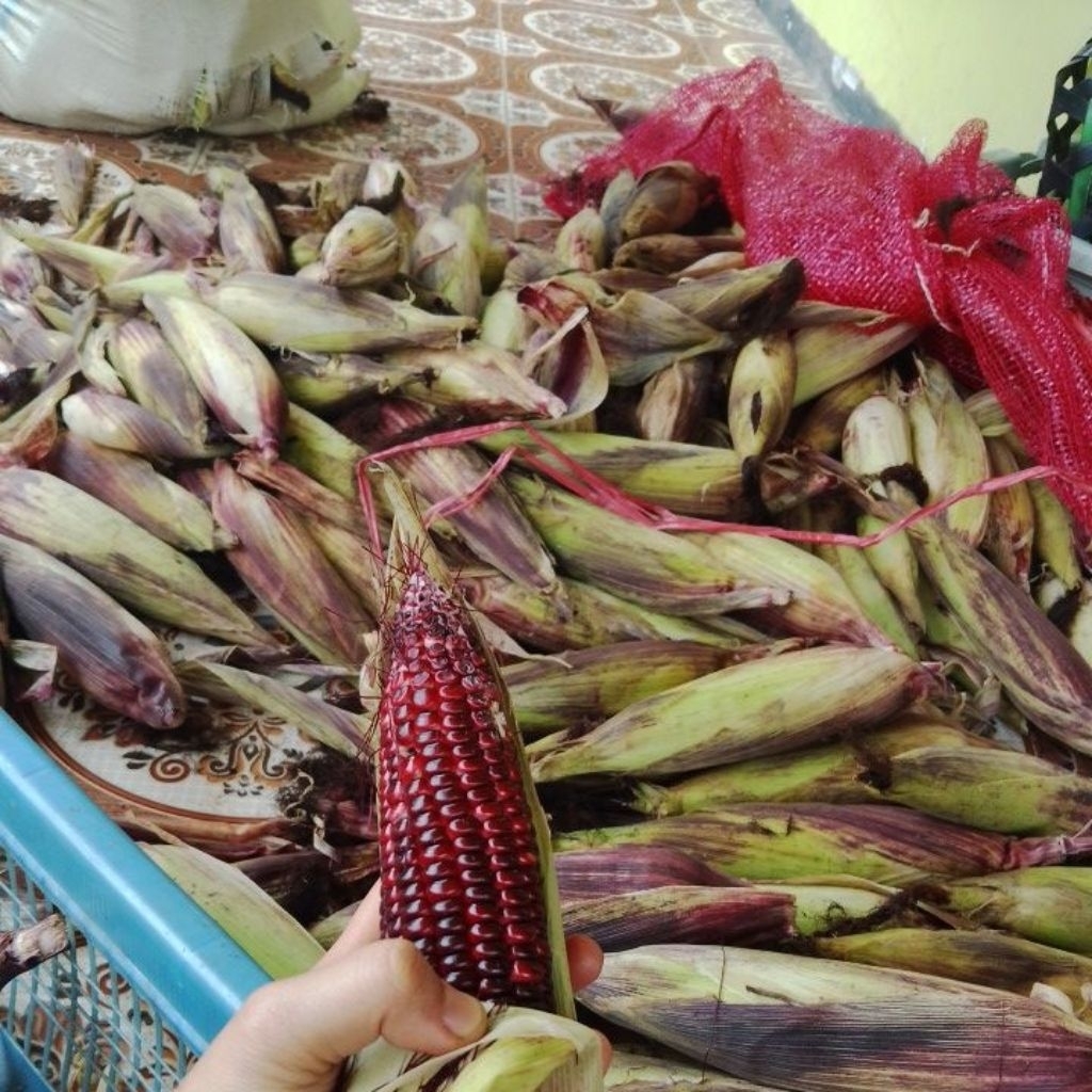 jagung ungu