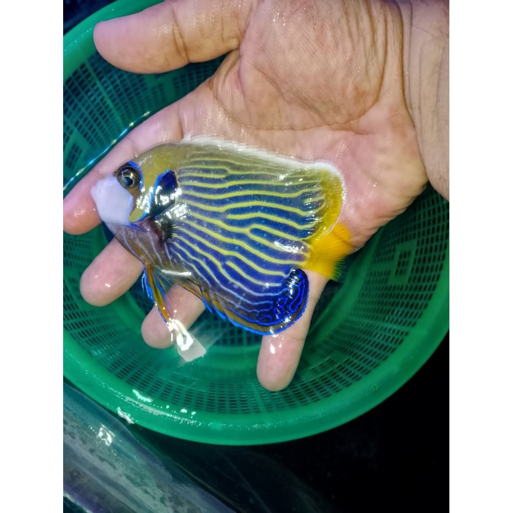 ikan hias laut angel Batman M