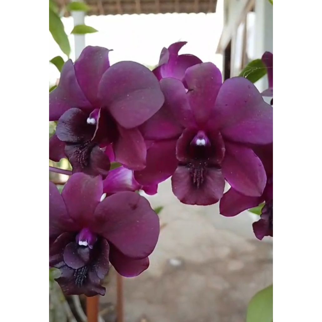 Dendrobium Black cat