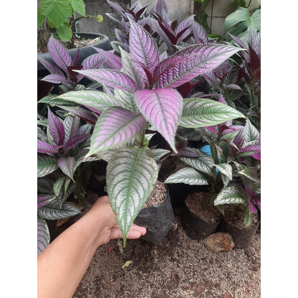 Tanaman Keji Beling Daun Ungu