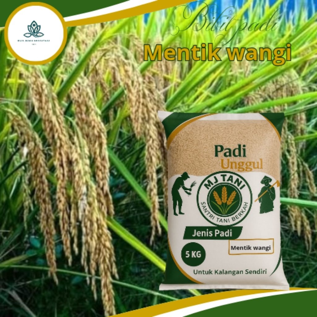 bibit padi MENTIK WANGI