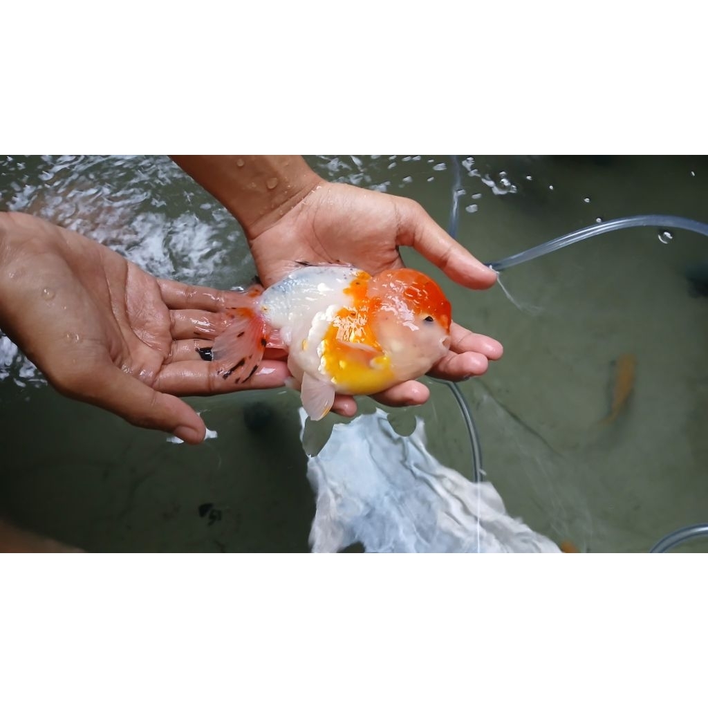 Ikan hias mas koki oranda short tail